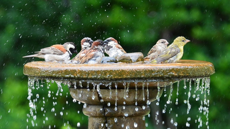 birds in a bird bath