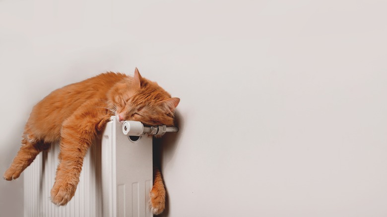 Cat relaxing on heating system