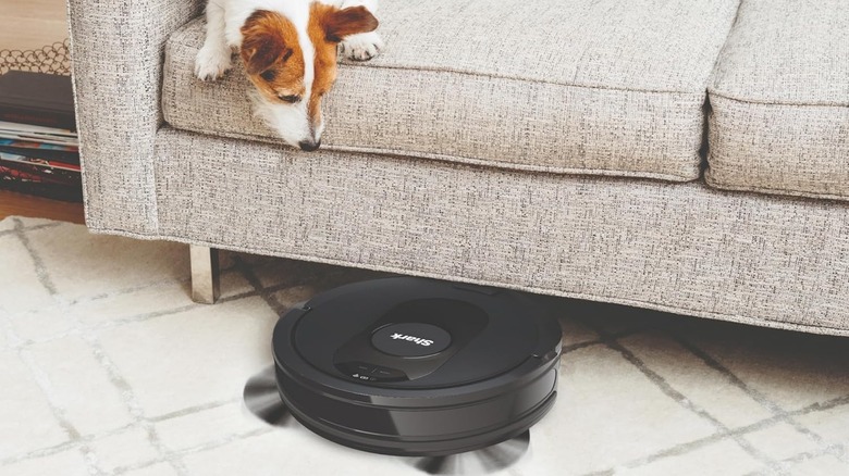 dog on couch looking at robot vacuum