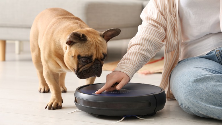 french bulldog and woman looking at robot vacuum