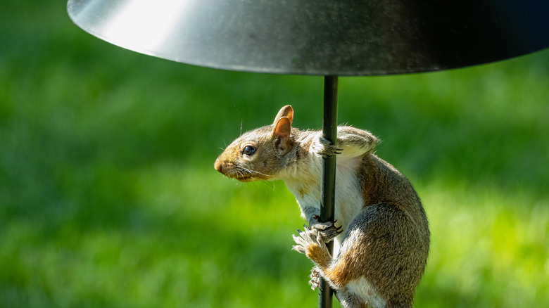 A squirrel outwitted by a baffle 