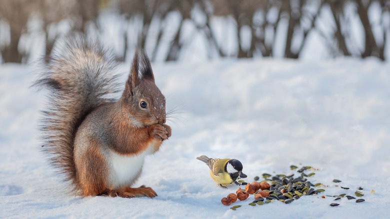 Squirrel and bird eating from ground 