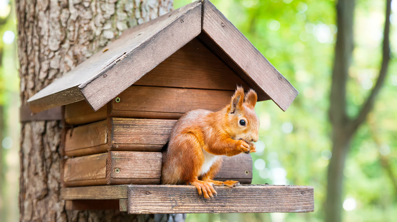 A squirrel eating 