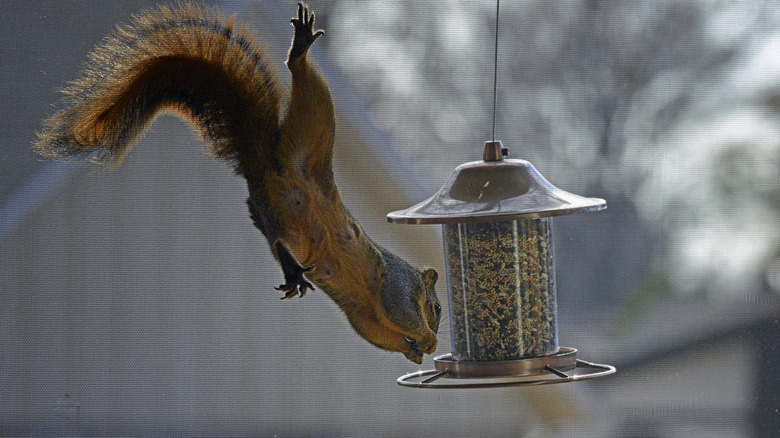An acrobatic squirrel 