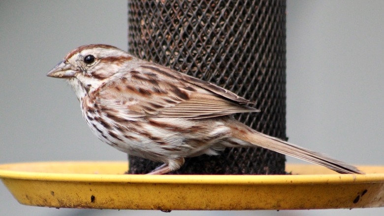 Bird at bird feeder