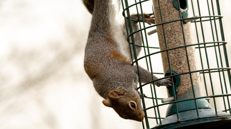 A squirrel-proof bird feeder