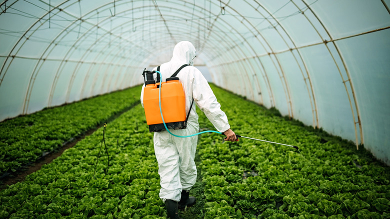 man spraying garden