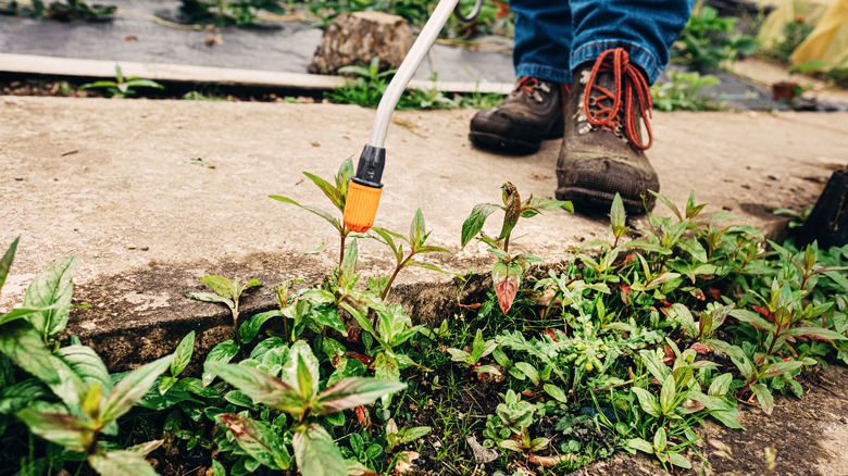 spraying weeds in garden