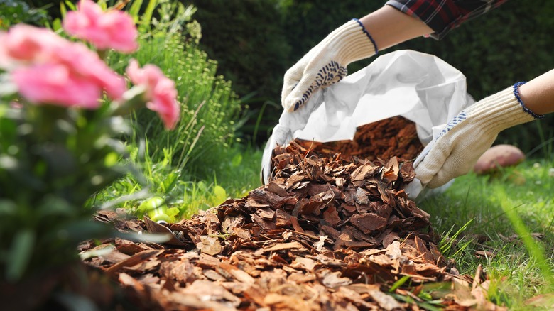 mulching a garden