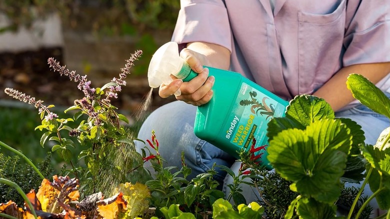 woman spraying weeds