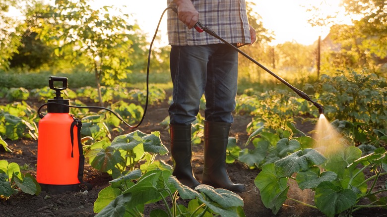 man spraying a garden