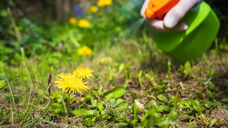 spraying a weed