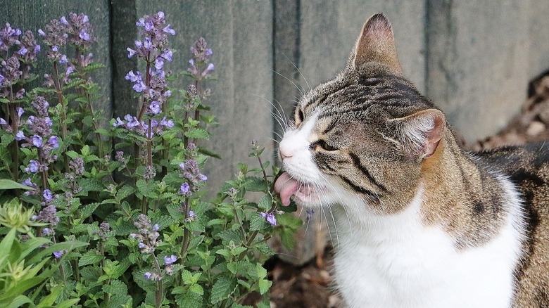 Cat licking blooming catnip plant