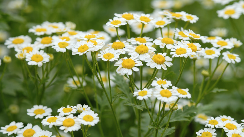 White chamomile flower blooms