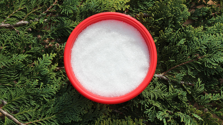 Overhead shot of a bowl of epsom salt over ferns