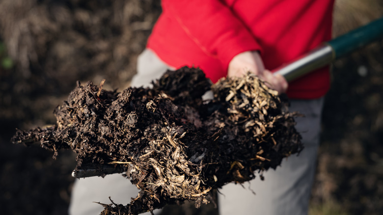 Woman holding a shovel full of cow dung manure