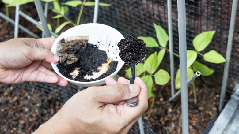 Coffee grounds being used as plant fertilizer