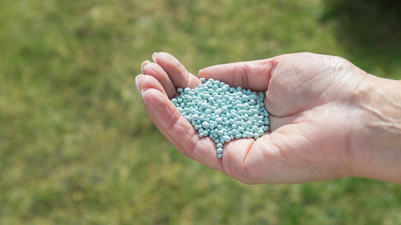 A hand holding blue fertilizer pellets