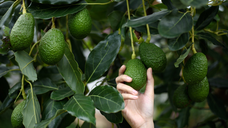 A hand picking an avocado off of a tree