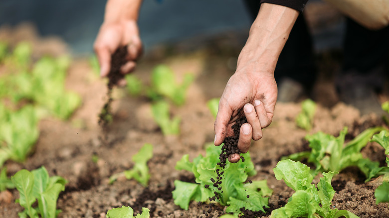 Farmers hand fertilizing plants with blood meal