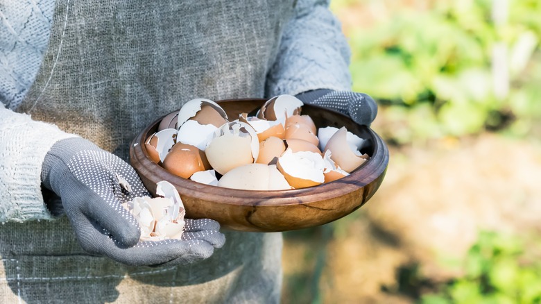 a gardener taking a bowl of eggshells to a garden