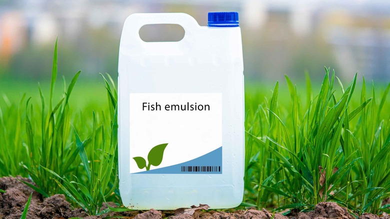 A gallon of fish emulsion sitting on a field