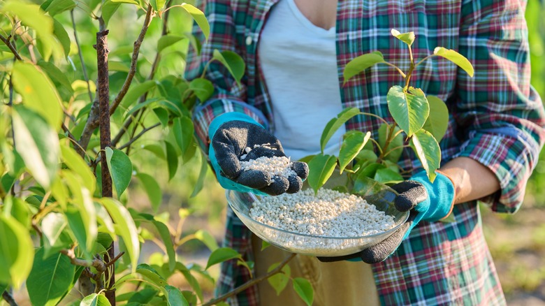 Woman spreading fertilizer pellets in a garden