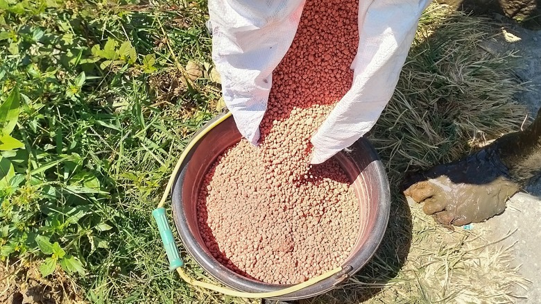 Pouring urea granules into a bucket