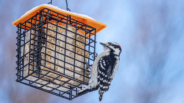 Bird at bird feeder