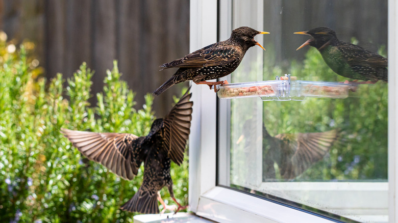 starlings at a bird feeder
