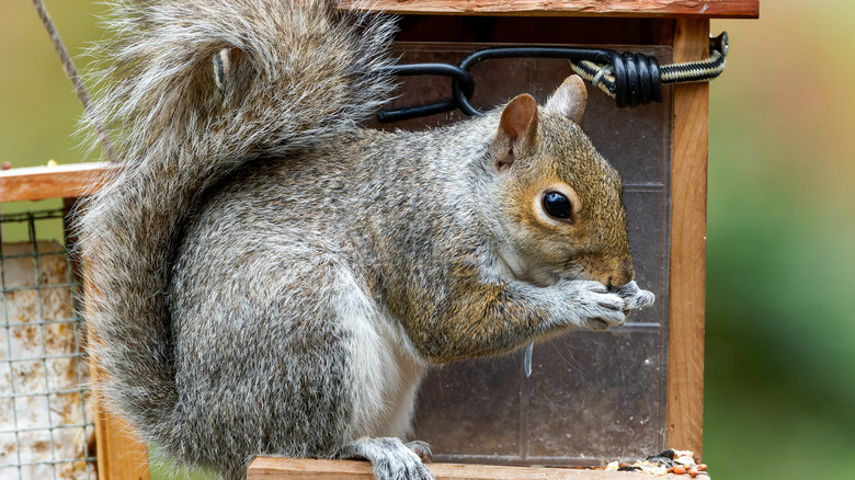 squirrel on a bird feeder