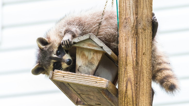 raccoon on a bird feeder
