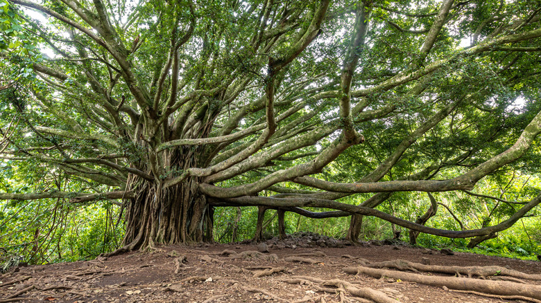 Banyan tree