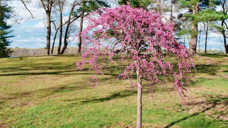 Lavender twist redbud tree in bloom