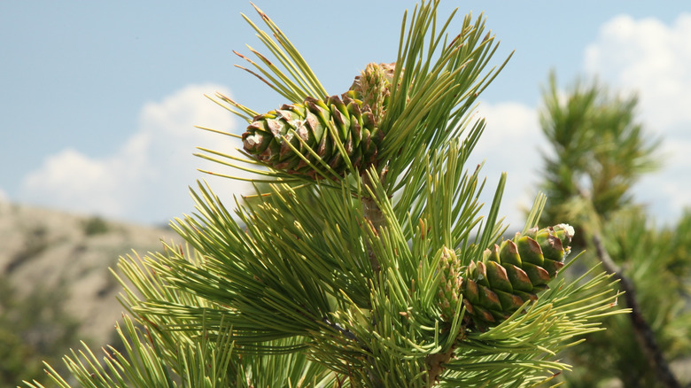 Pine cones on a limber pine