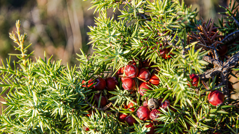 Needles and berries of the Pacific Yew tree