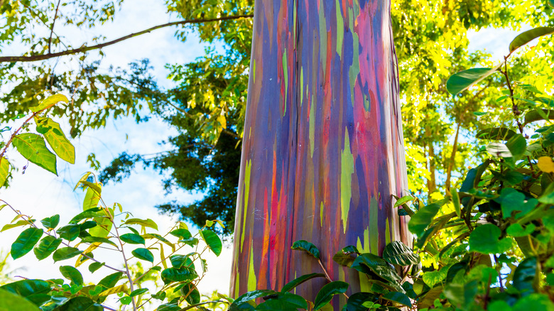 Trunk of a rainbow eucalyptus tree