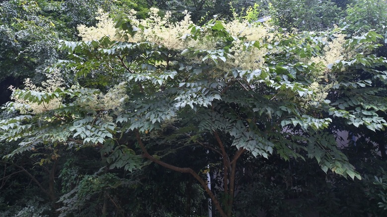 Devil's walking stick tree in bloom