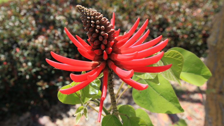 Red wiliwili flower