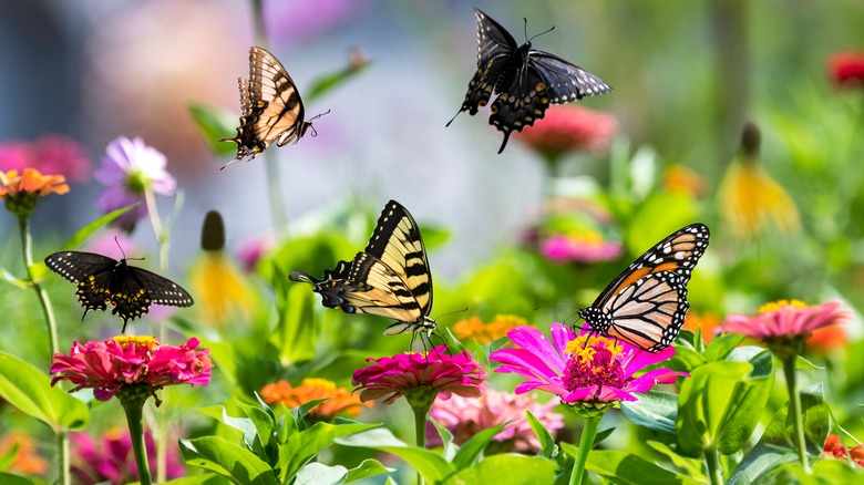 several butterflies on flowers