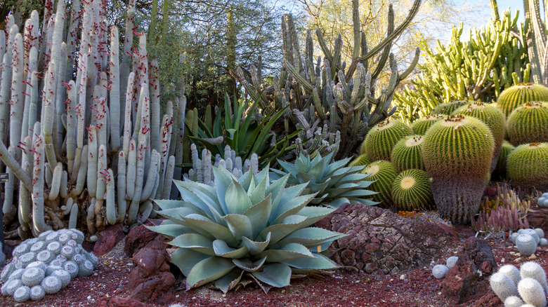 garden of cacti and agave