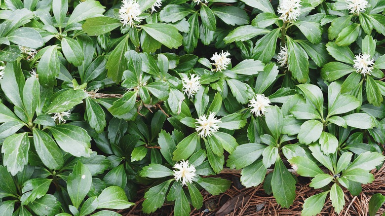pachysandra groundcover with flowers