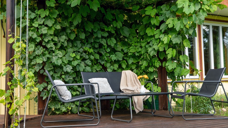 A sitting area with wall of vines behind it.