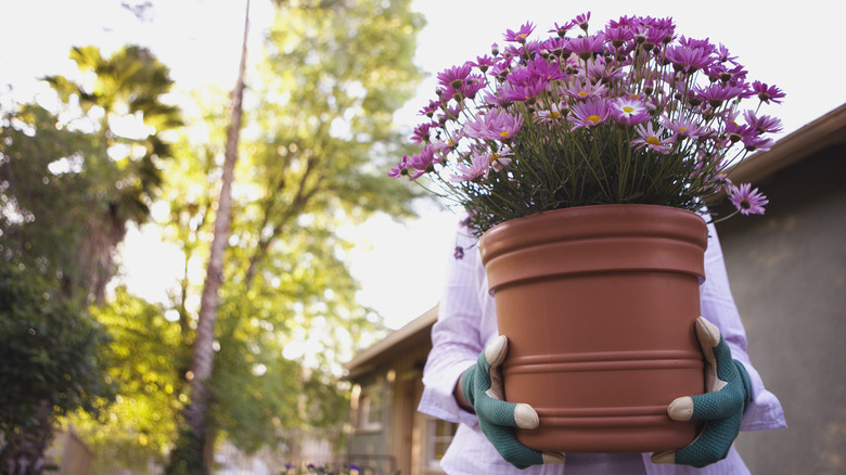 person holding planter