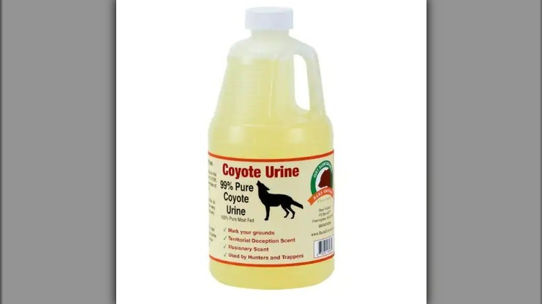 Bottle of coyote urine