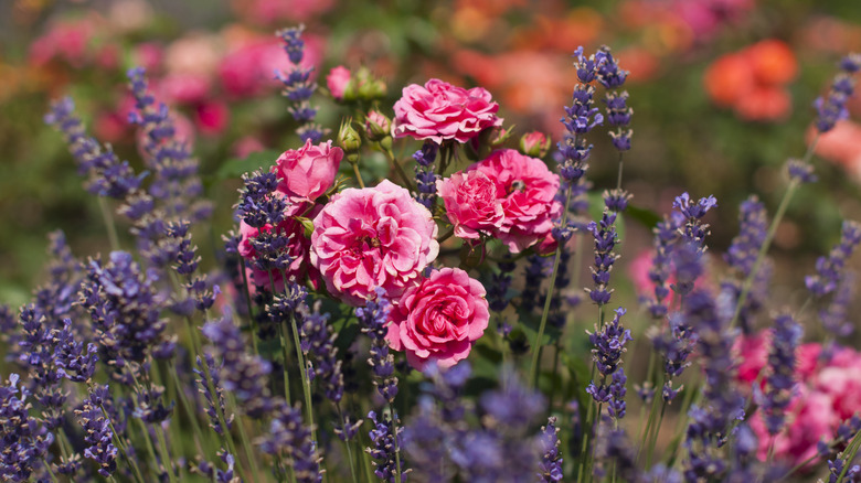 https://www.housedigest.com/img/gallery/the-added-benefits-of-planting-roses-next-to-lavender/intro-1692643446.jpg