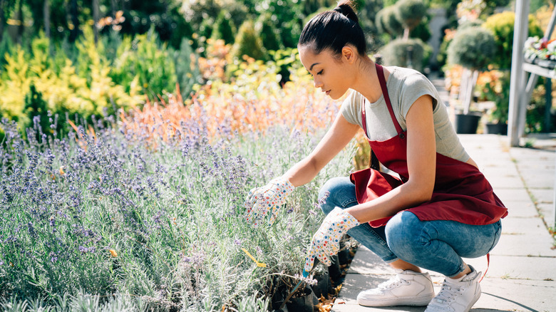 Woman planting lavender