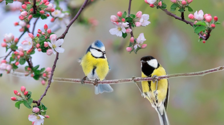Two birds sitting on a tree in bloom