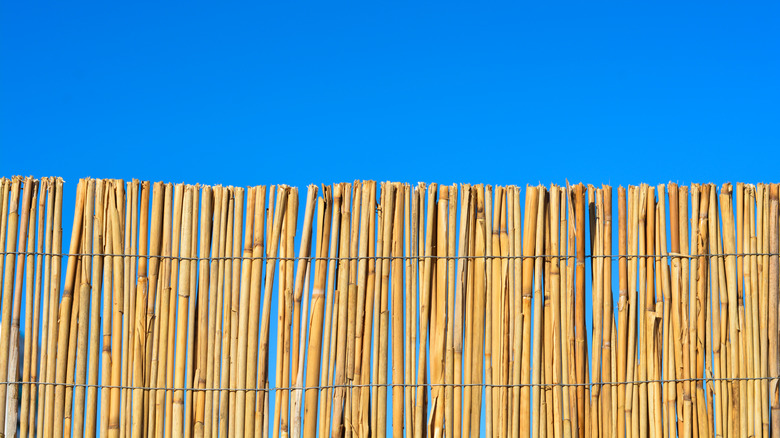 Cane fence with blue sky in background