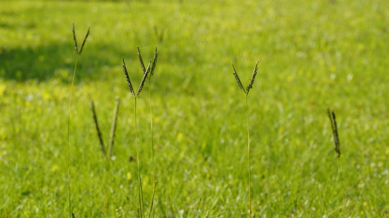 Bahiagrass in lawn